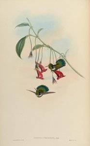 Schistes personata = Schistes geoffroyi albogularis - John Gould